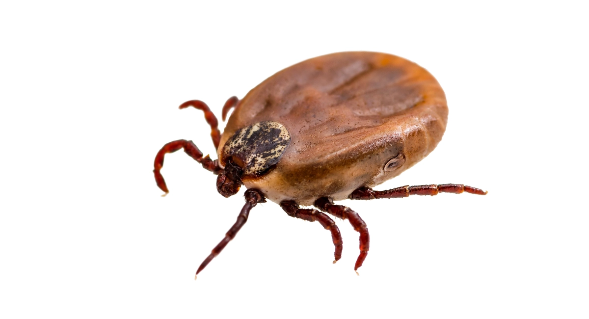 Dịch vụ diệt Bọ chét