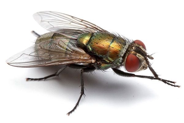 Dịch vụ diệt ruồi