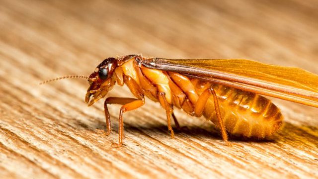 Dịch vụ diệt mối cánh