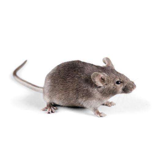 Dịch vụ diệt chuột